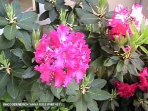 Rhododendron 'Anna Rose Whitney' - blossom